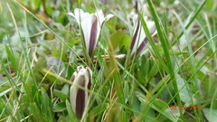 Gentiana newberryi