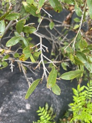 Ochna pretoriensis