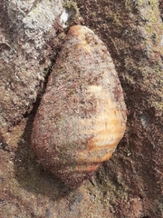 Titanostrombus galeatus
