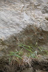 Trisetum rigidum