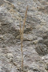 Trisetum rigidum