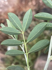 Tephrosia zoutpansbergensis
