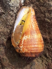 Titanostrombus galeatus