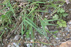 Trisetum rigidum