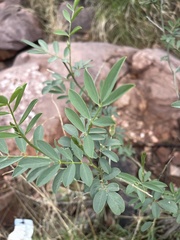 Tephrosia zoutpansbergensis