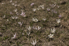 Colchicum trigynum