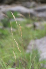 Trisetum rigidum