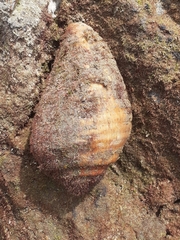 Titanostrombus galeatus