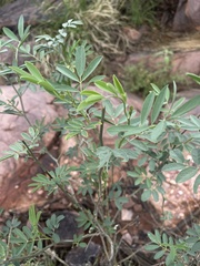 Tephrosia zoutpansbergensis