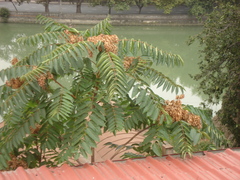 Ailanthus altissima