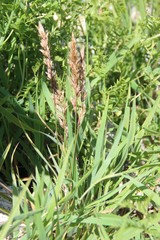 Trisetum rigidum