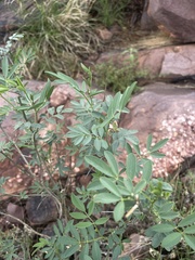Tephrosia zoutpansbergensis