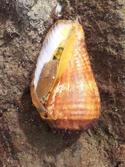 Titanostrombus galeatus