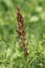 Trisetum rigidum