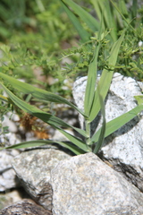 Trisetum rigidum