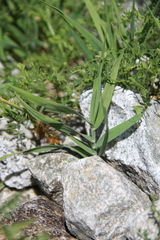 Trisetum rigidum