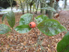 Crataegus × lavallei