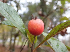 Crataegus × lavallei