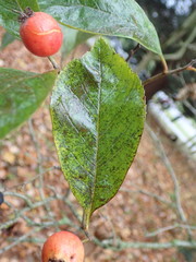 Crataegus × lavallei