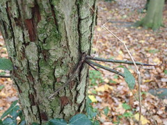 Crataegus × lavallei