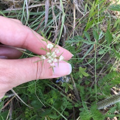 Bifora americana