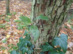 Crataegus × lavallei