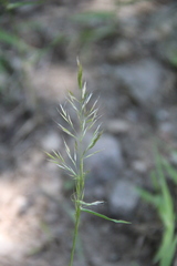 Trisetum rigidum