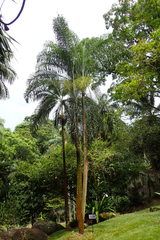 Dypsis madagascariensis