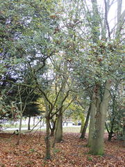 Crataegus × lavallei