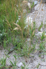 Trisetum rigidum