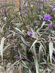 Ruellia simplex