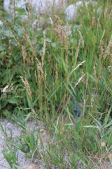 Trisetum rigidum