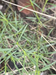 Justicia divaricata