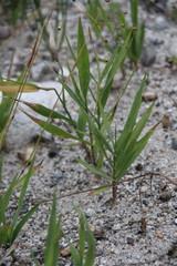 Trisetum rigidum