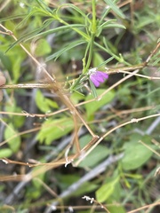 Justicia divaricata