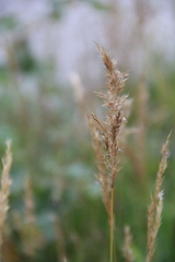 Trisetum rigidum