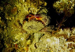 Pilumnus