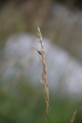 Trisetum rigidum
