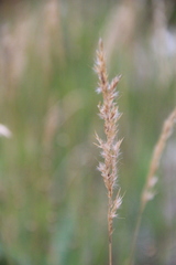 Trisetum rigidum