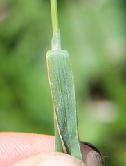 Trisetum turcicum