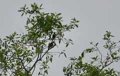 Treron fulvicollis