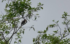 Treron fulvicollis