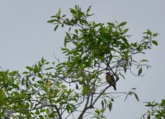 Treron fulvicollis