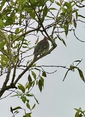 Treron fulvicollis