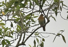 Treron fulvicollis