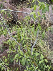 Pristimera longipetiolata