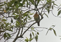 Treron fulvicollis