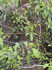 Pristimera longipetiolata