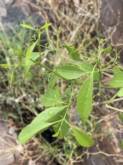 Pristimera longipetiolata