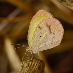 Eurema elathea flavescens